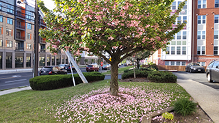 散り際の八重桜