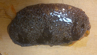 ナマコをさばく