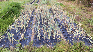 タマネギの病気