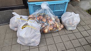 タマネギが届く