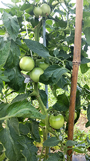 トマトがすくすく