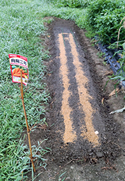 再びニンジンに挑戦