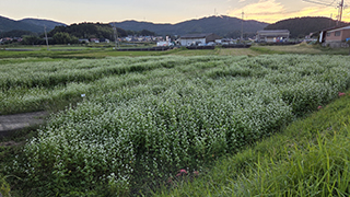 ソバの花が満開