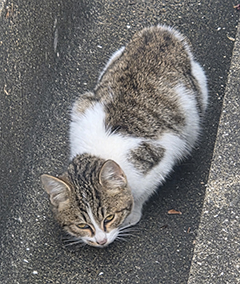 運命的な出会い